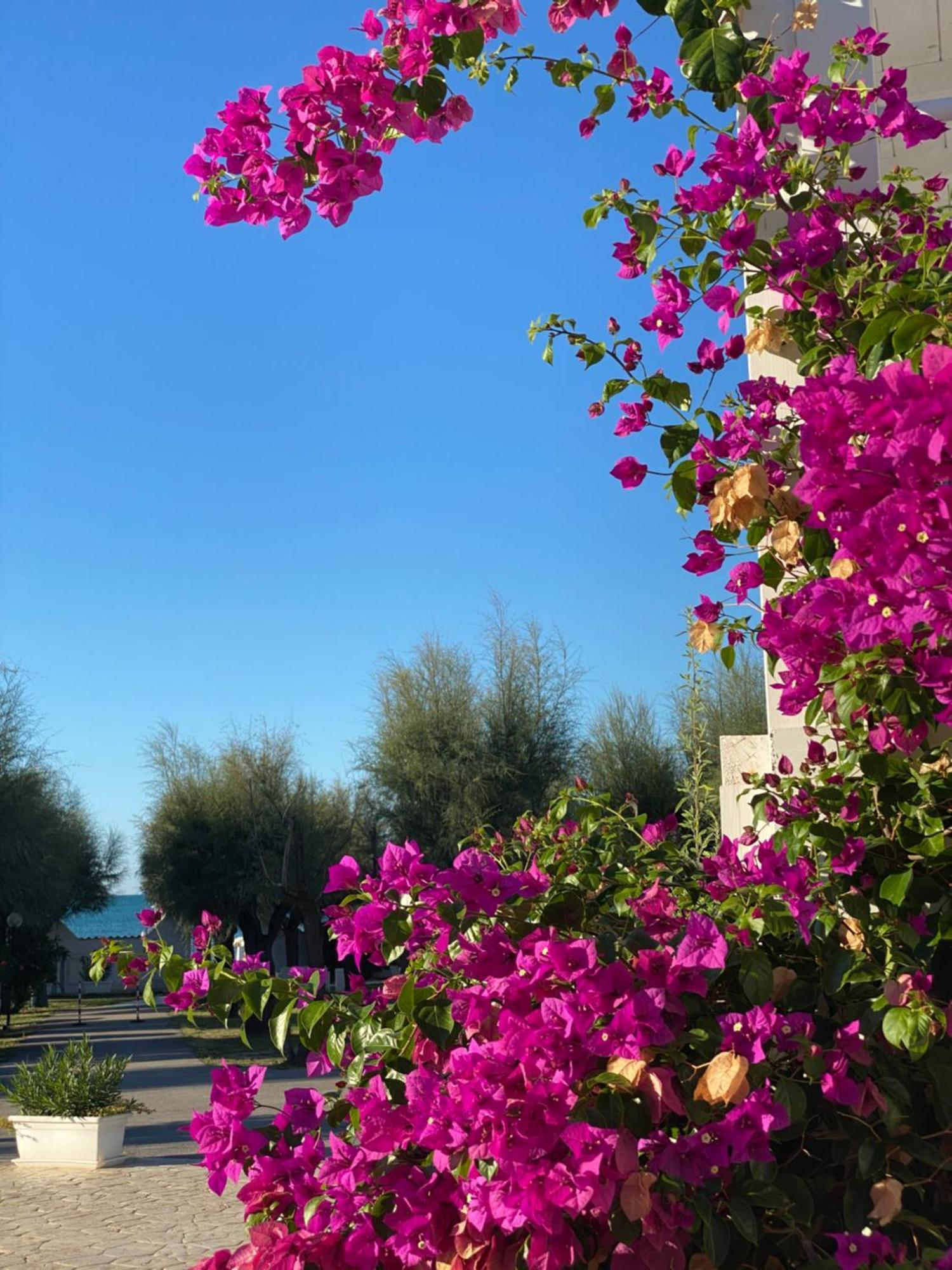 Hotel Corona Beach Peschici Eksteriør bilde